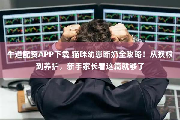牛道配资APP下载 猫咪幼崽断奶全攻略！从换粮到养护，新手家长看这篇就够了